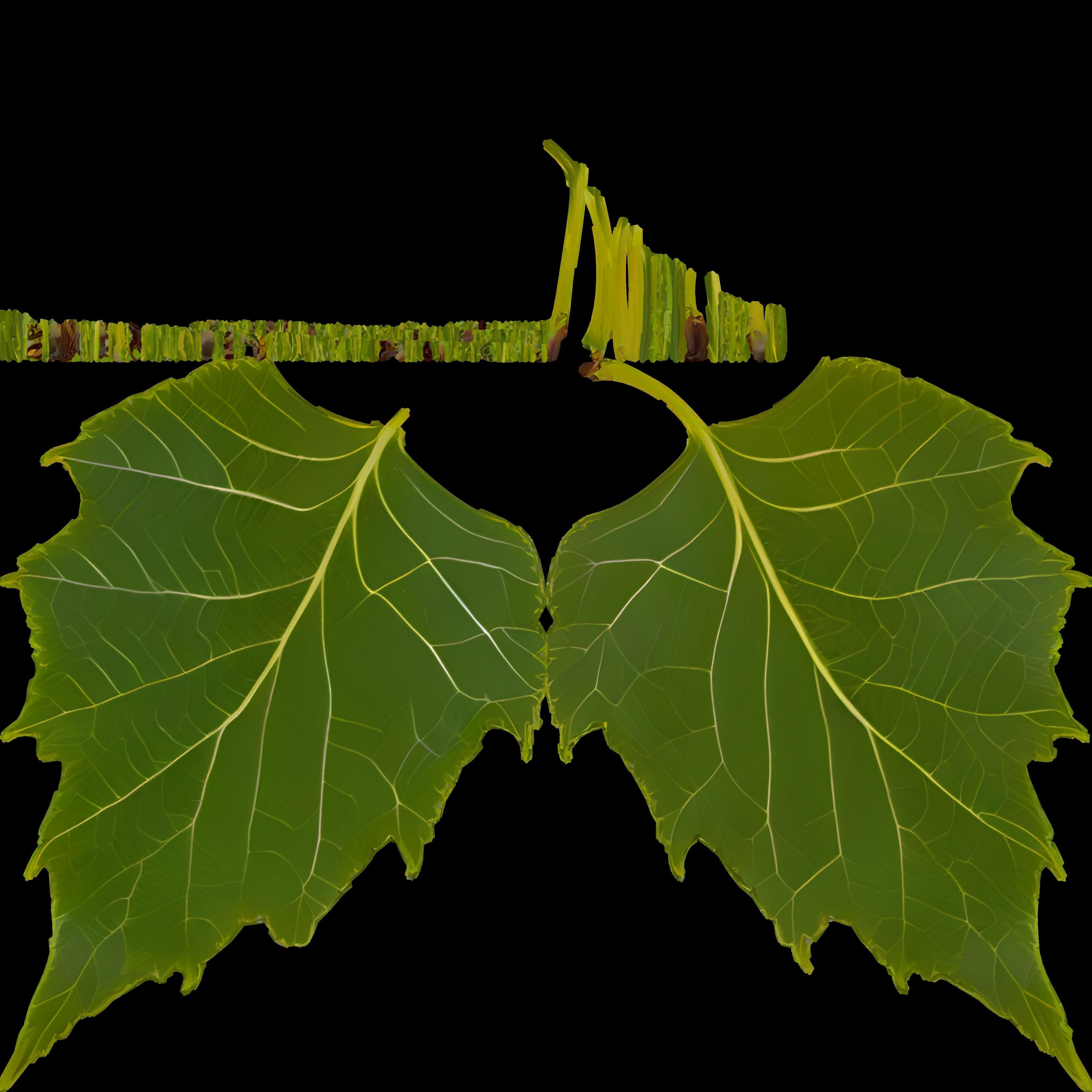 Birch Leaf Spring Symbol Low-poly 3D model_2
