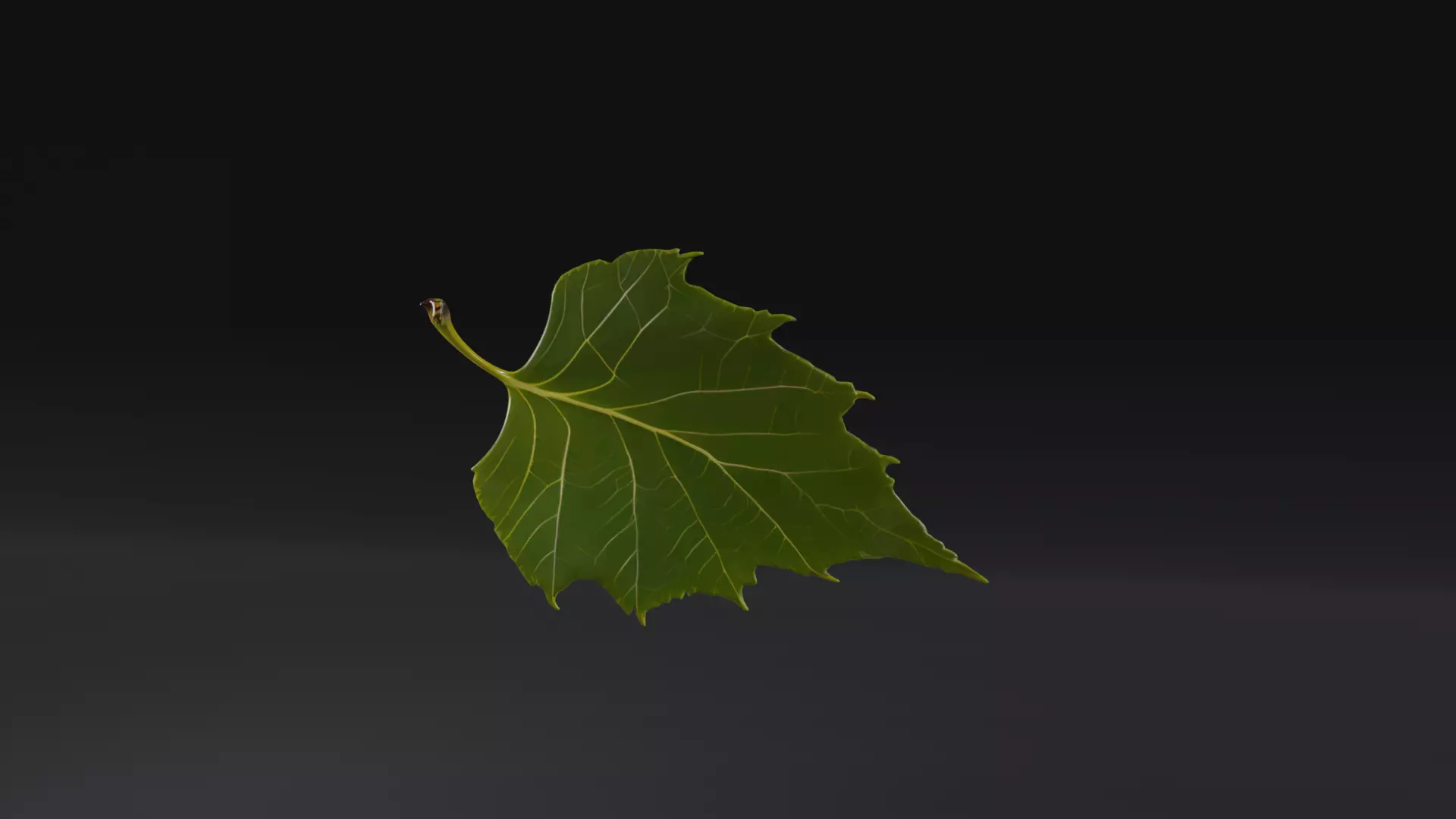 Birch Leaf Spring Symbol Low-poly 3D model_0
