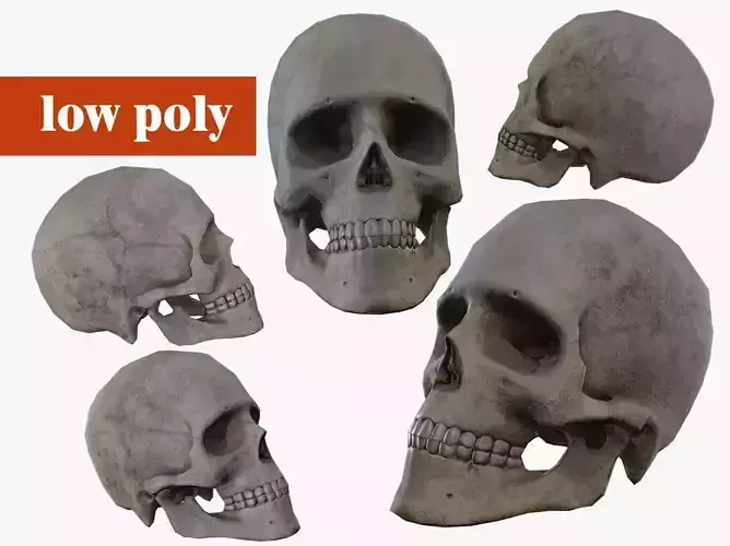 Scull cranium Low-poly textured