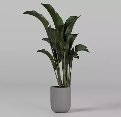 Potted plant Palm