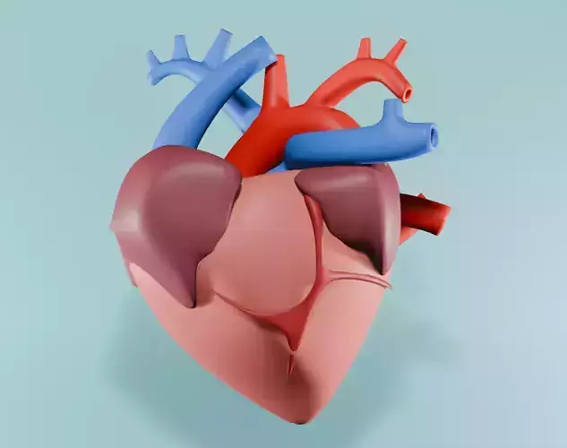 Human heart model