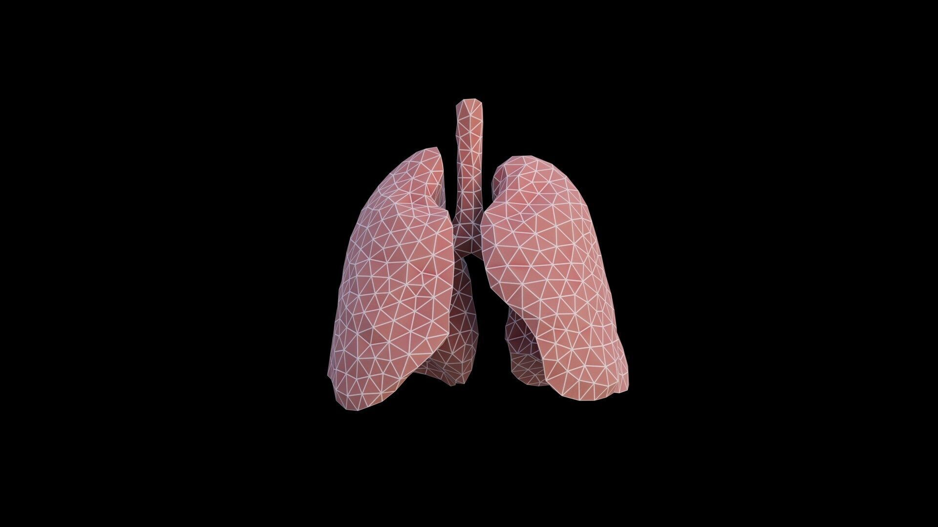 Origami human lungs unfolding growing animation Low-poly 3D model_5
