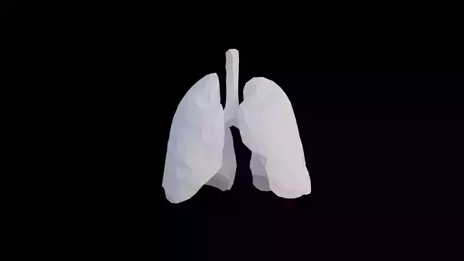 Origami human lungs unfolding growing animation Low-poly 3D model