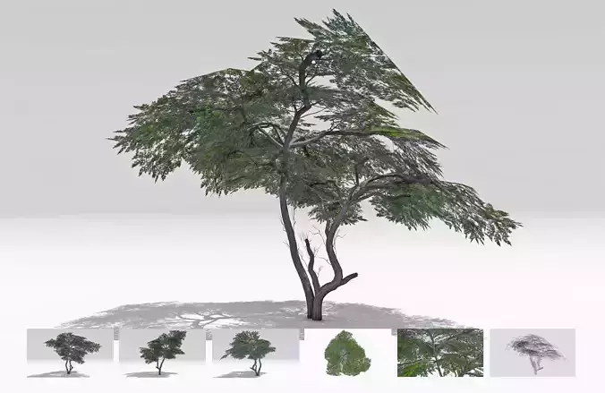 Acacia Tree-S17