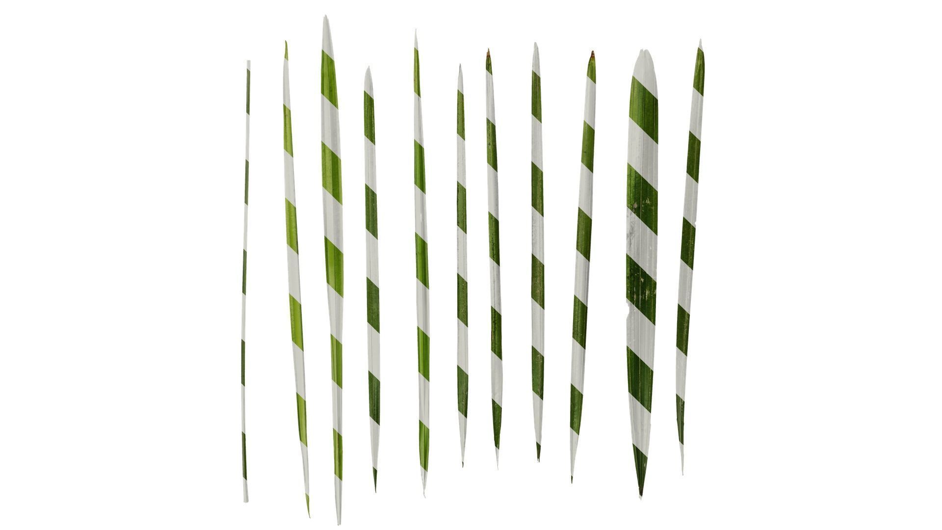 Anydrafts Washingtonia filifera Leaf 02 Texture