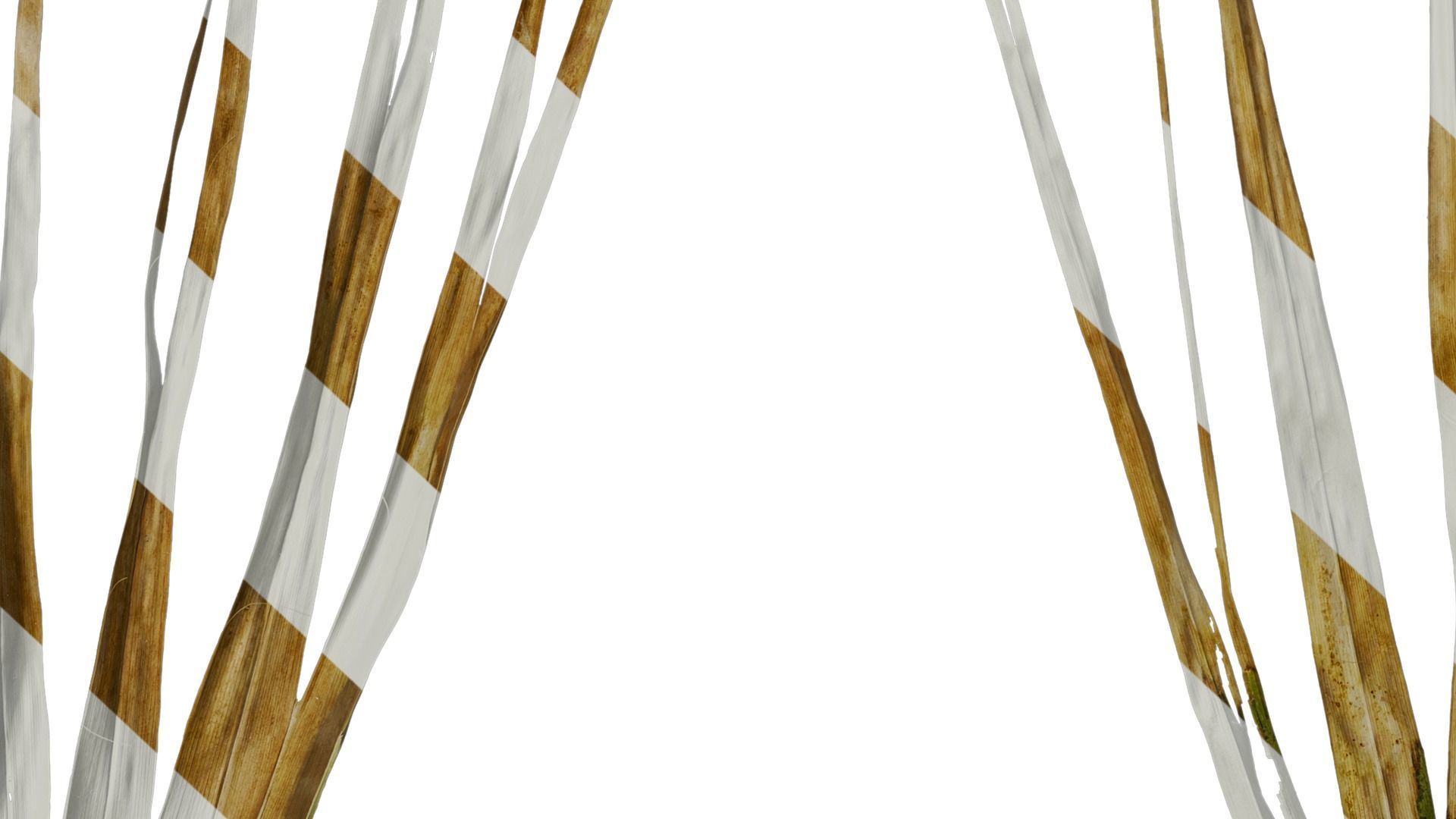 Anydrafts Washingtonia filifera Leaf 13 Texture_8