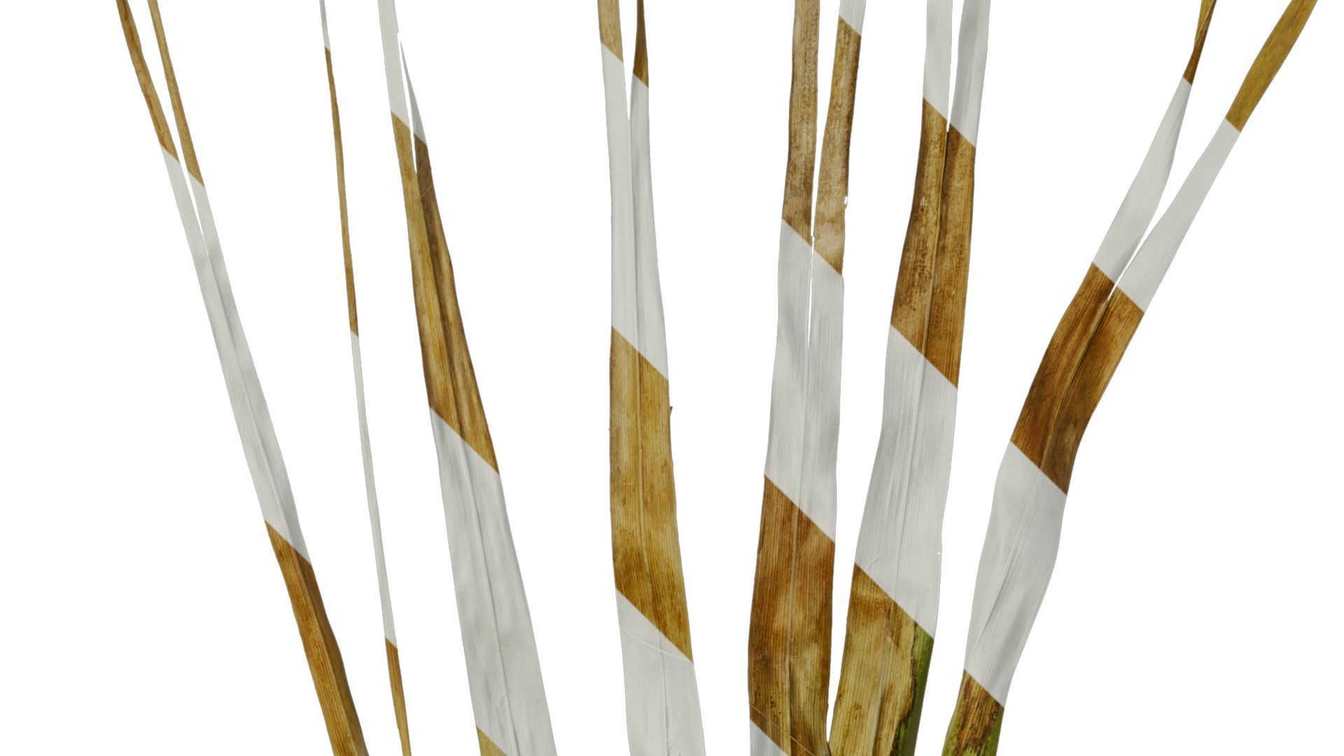 Anydrafts Washingtonia filifera Leaf 13 Texture_5