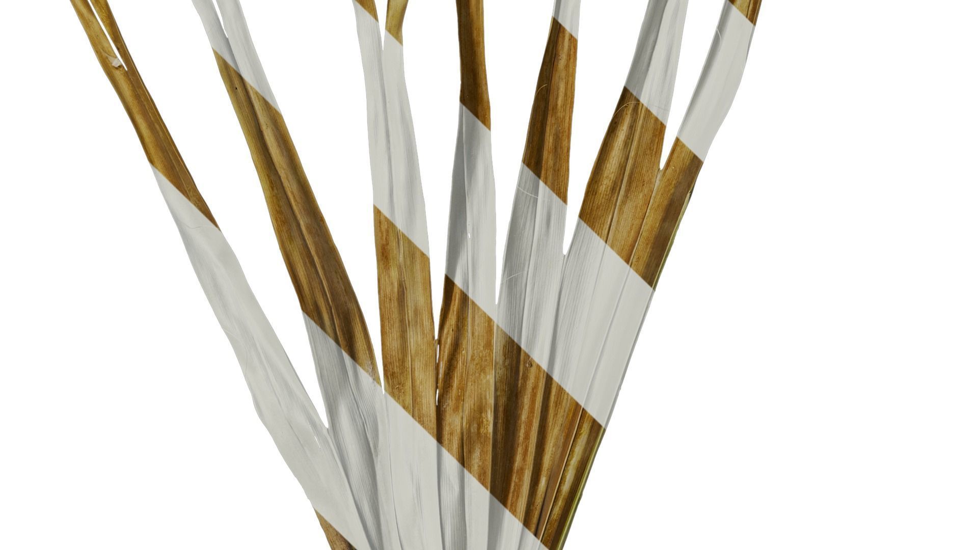 Anydrafts Washingtonia filifera Leaf 13 Texture_6