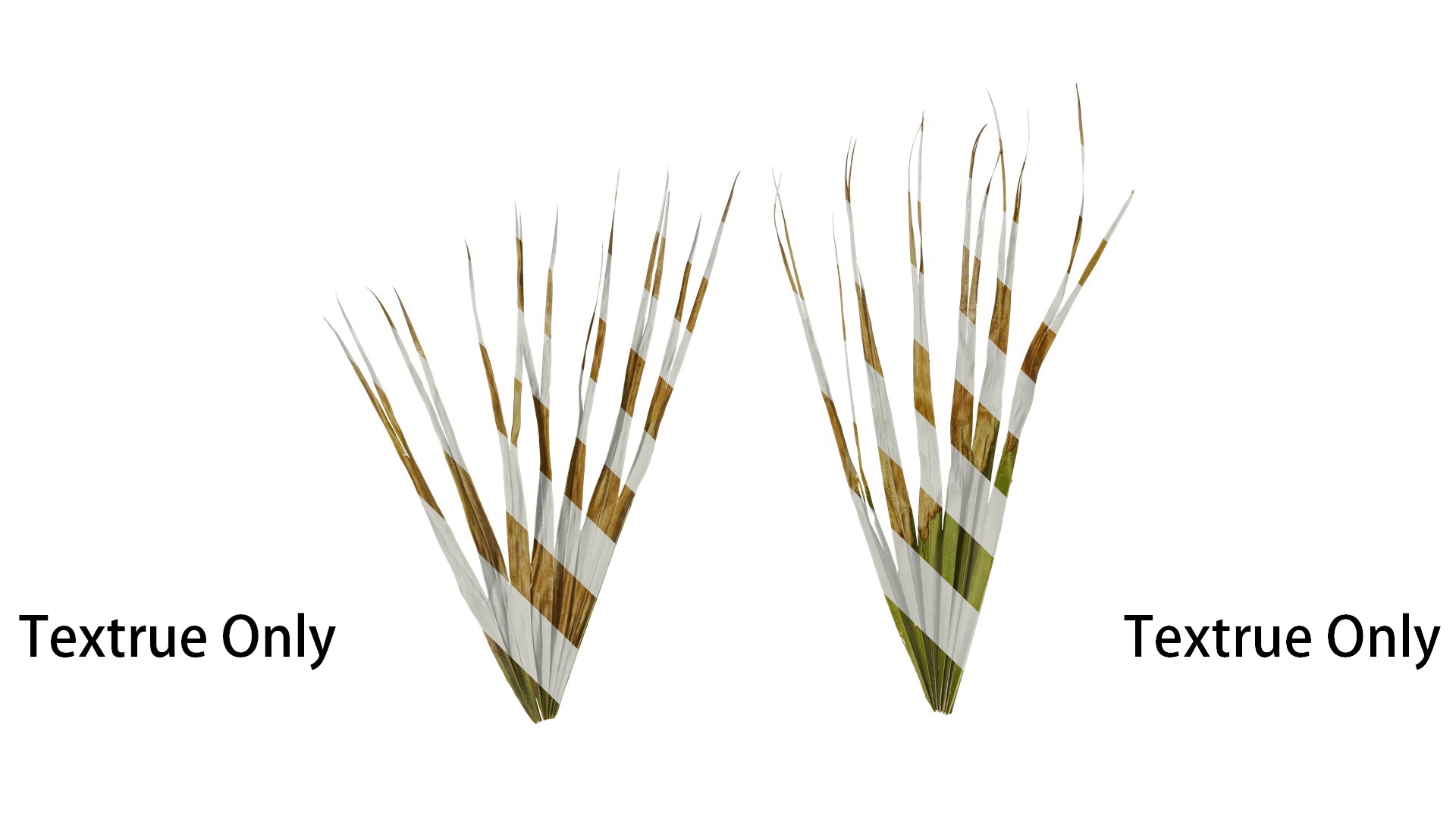 Anydrafts Washingtonia filifera Leaf 13 Texture_1