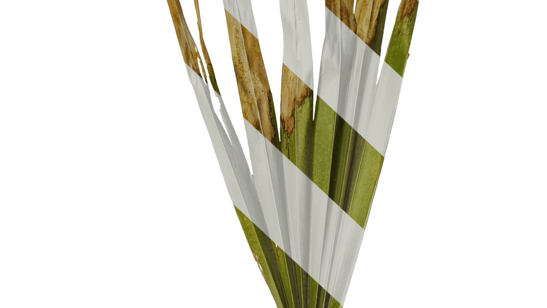 Anydrafts Washingtonia filifera Leaf 13 Texture_7