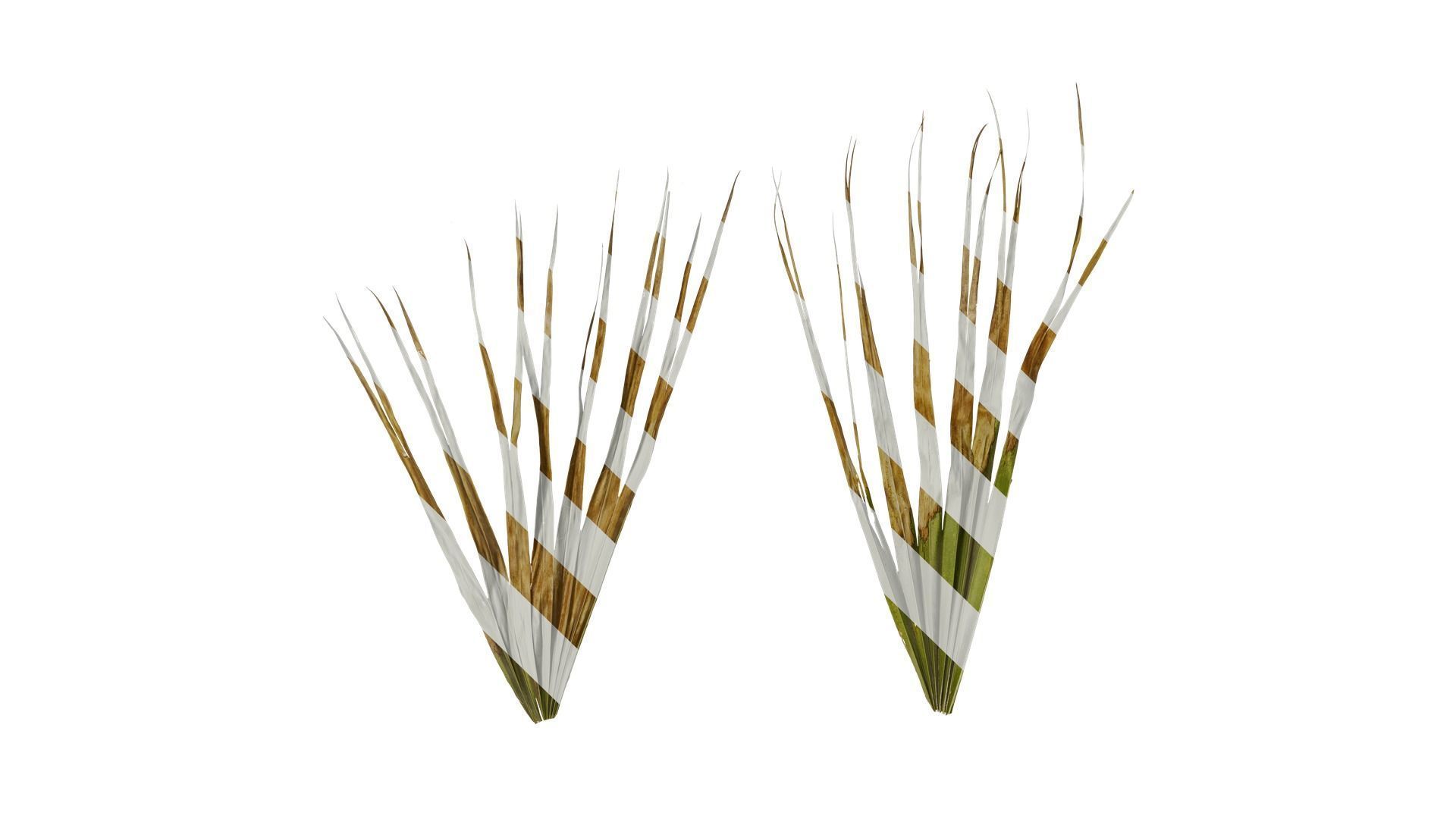 Anydrafts Washingtonia filifera Leaf 13 Texture_0