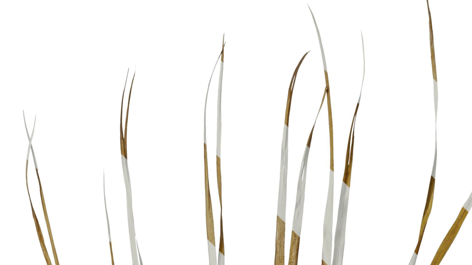 Anydrafts Washingtonia filifera Leaf 13 Texture_3