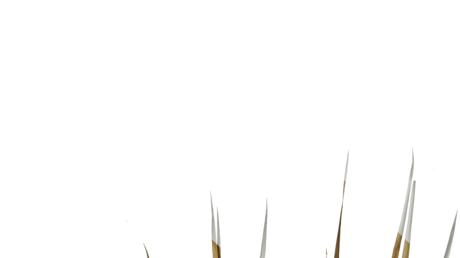 Anydrafts Washingtonia filifera Leaf 13 Texture_2