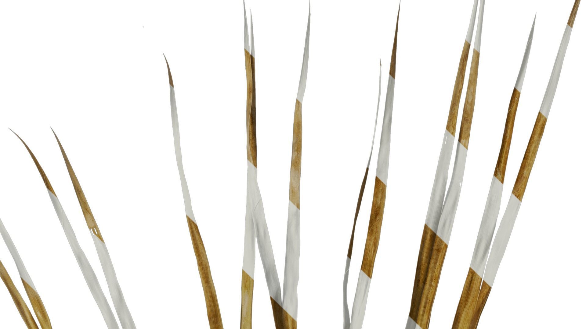 Anydrafts Washingtonia filifera Leaf 13 Texture_4