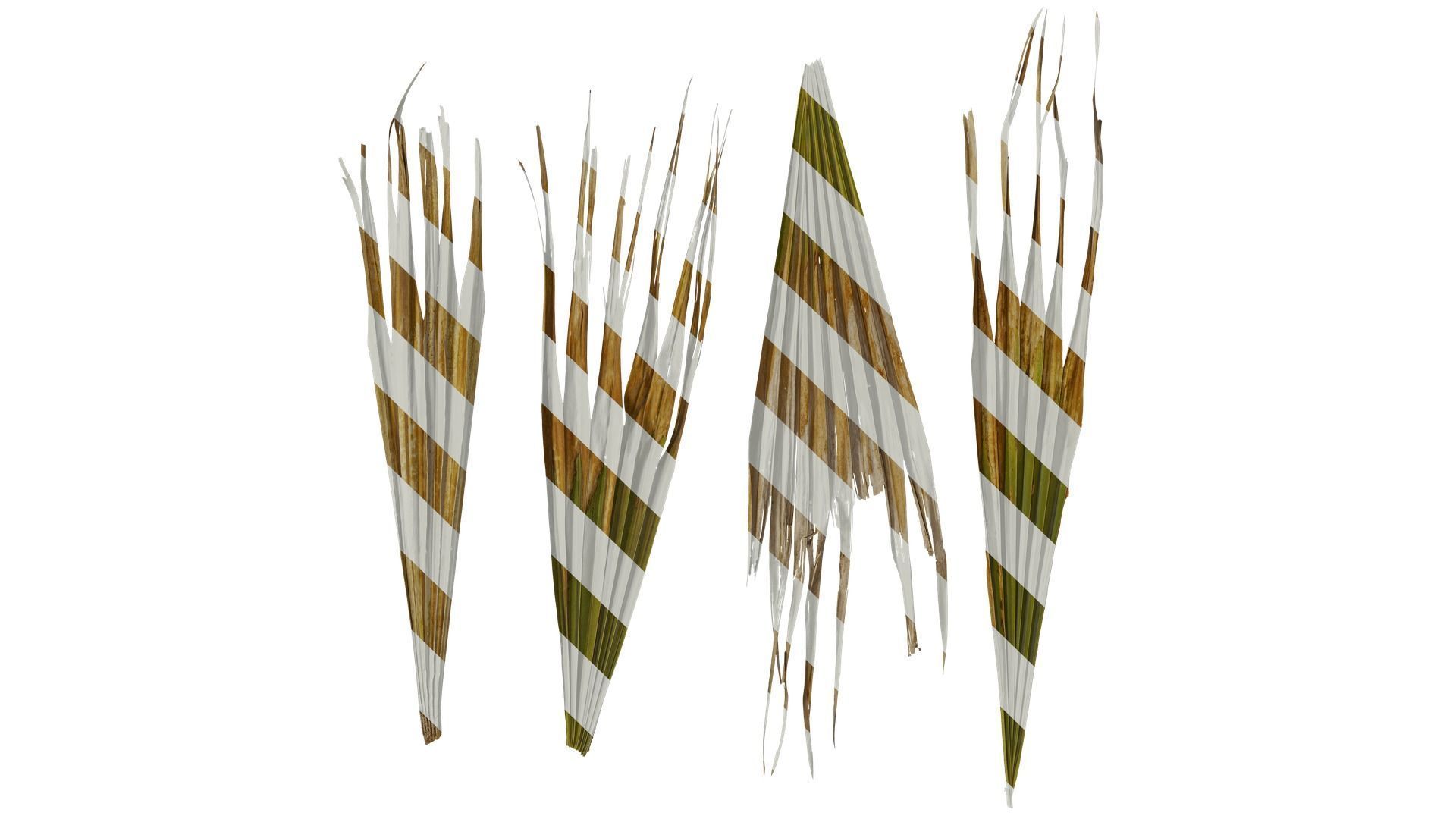 Anydrafts Washingtonia filifera Leaf 15 Texture