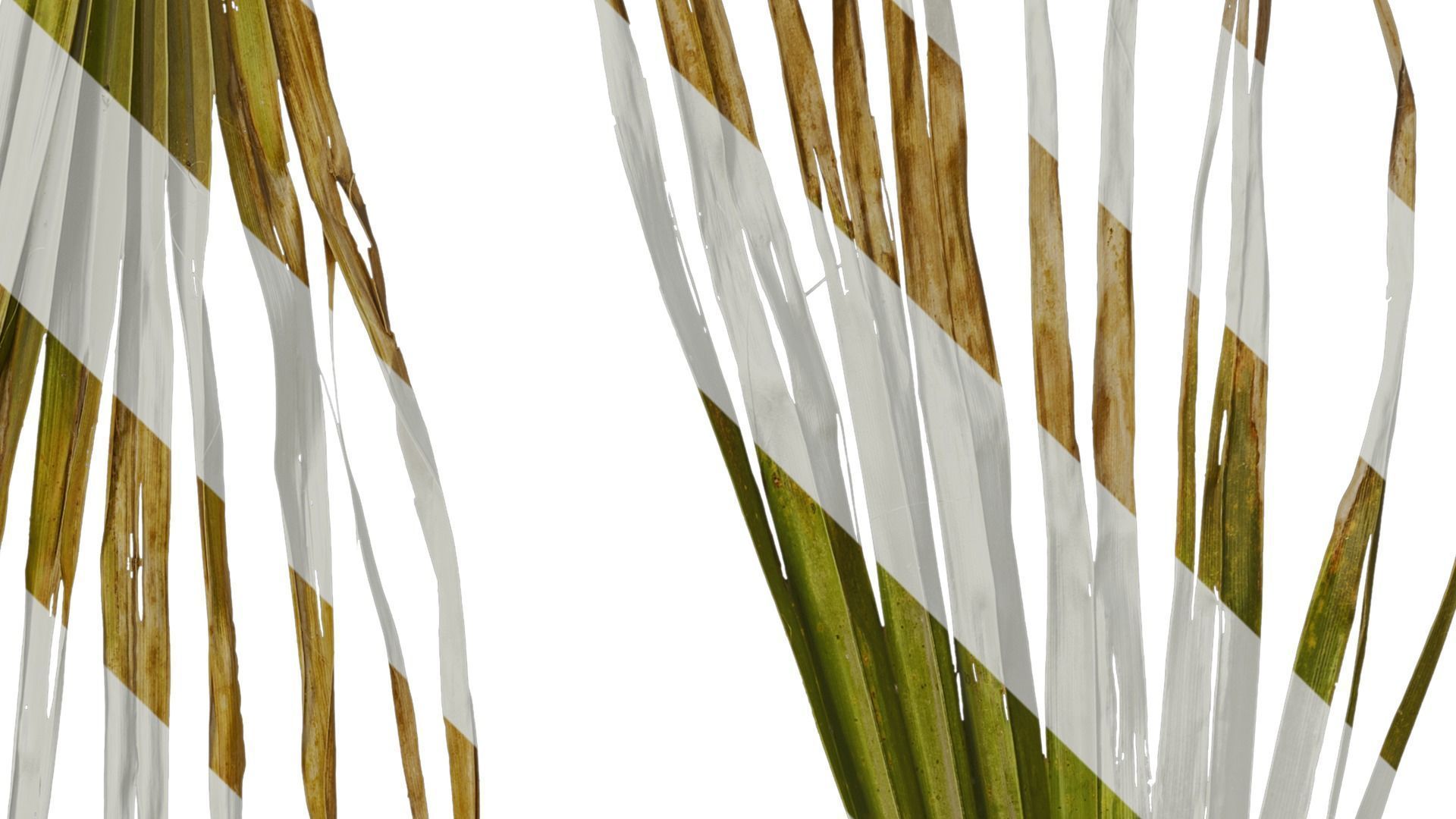 Anydrafts Washingtonia filifera Leaf 16 Texture_5