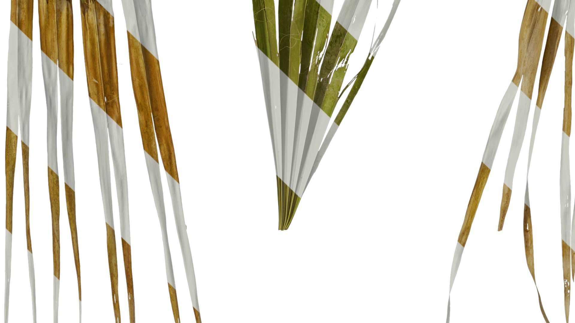 Anydrafts Washingtonia filifera Leaf 16 Texture_6