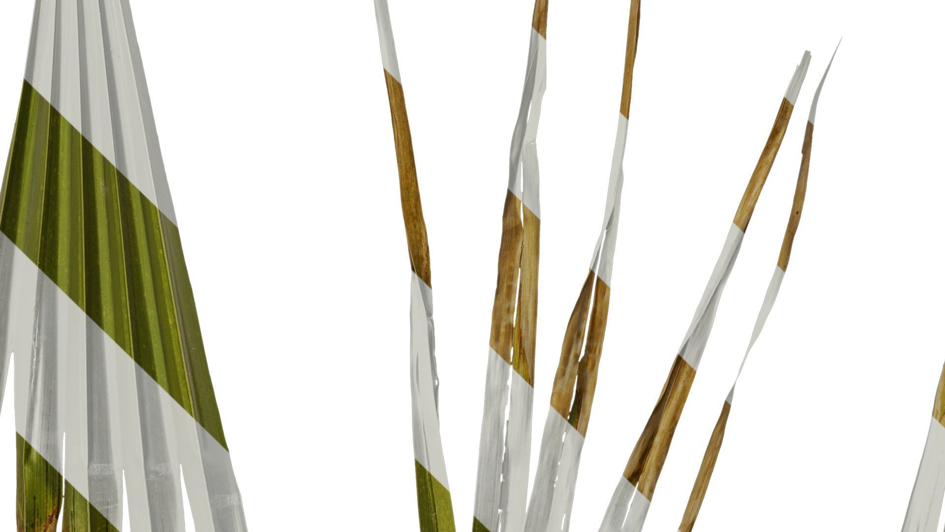 Anydrafts Washingtonia filifera Leaf 16 Texture_4