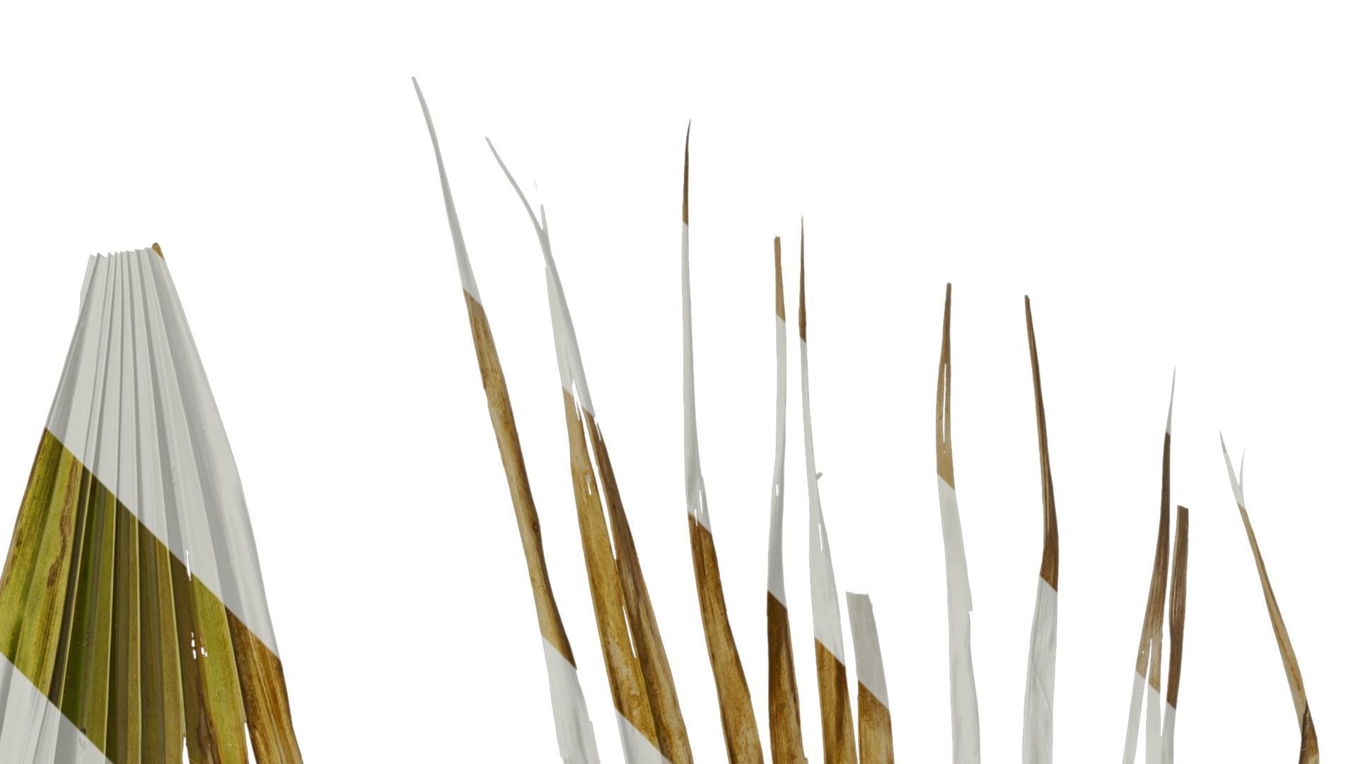 Anydrafts Washingtonia filifera Leaf 16 Texture_3