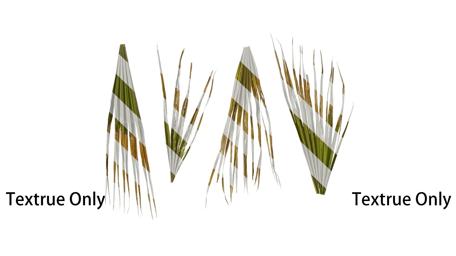 Anydrafts Washingtonia filifera Leaf 16 Texture_1