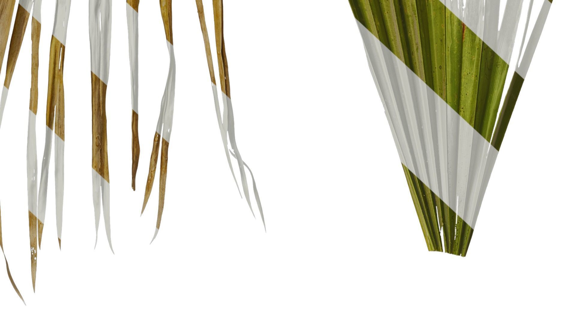 Anydrafts Washingtonia filifera Leaf 16 Texture_7