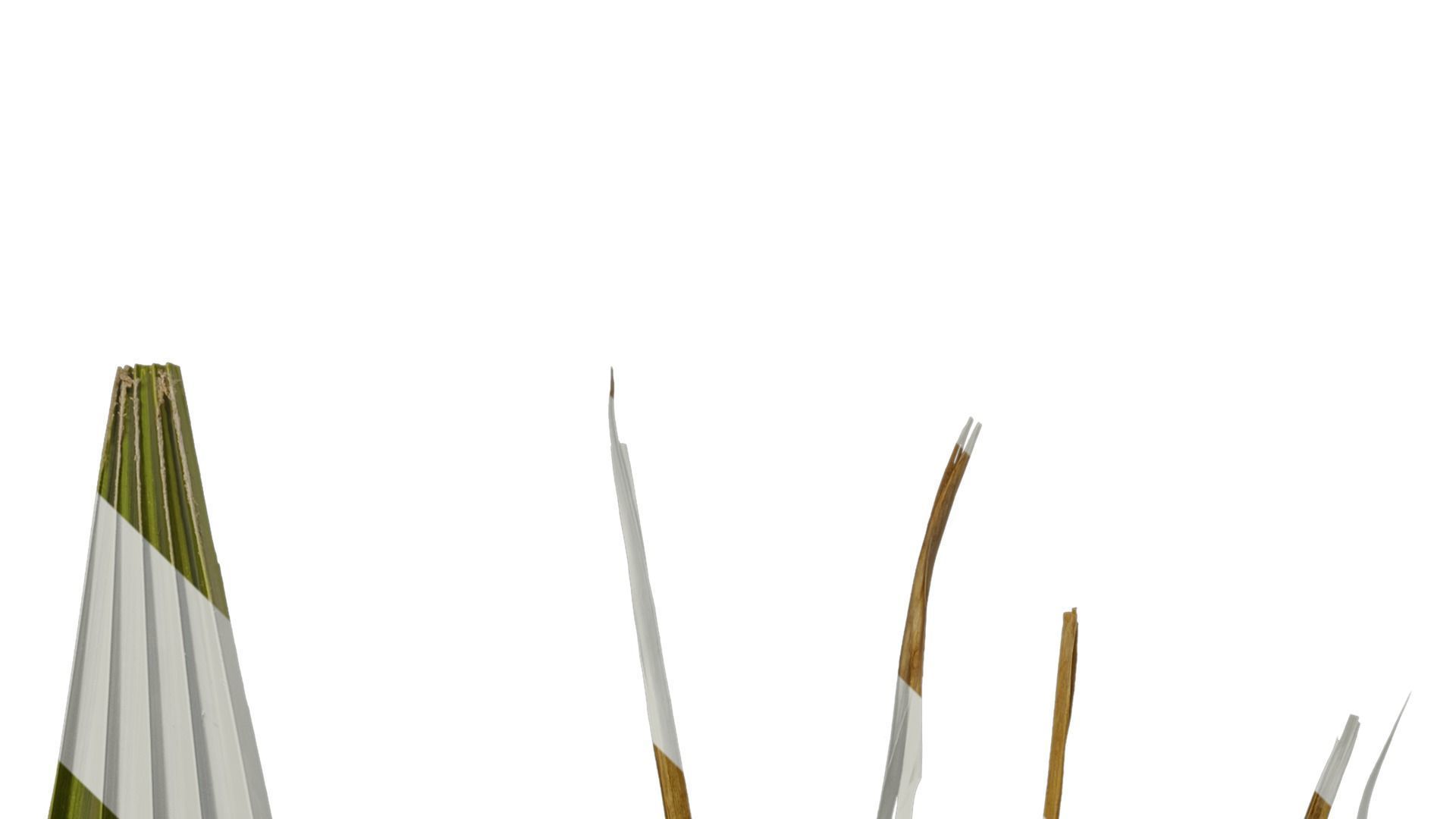 Anydrafts Washingtonia filifera Leaf 16 Texture_2