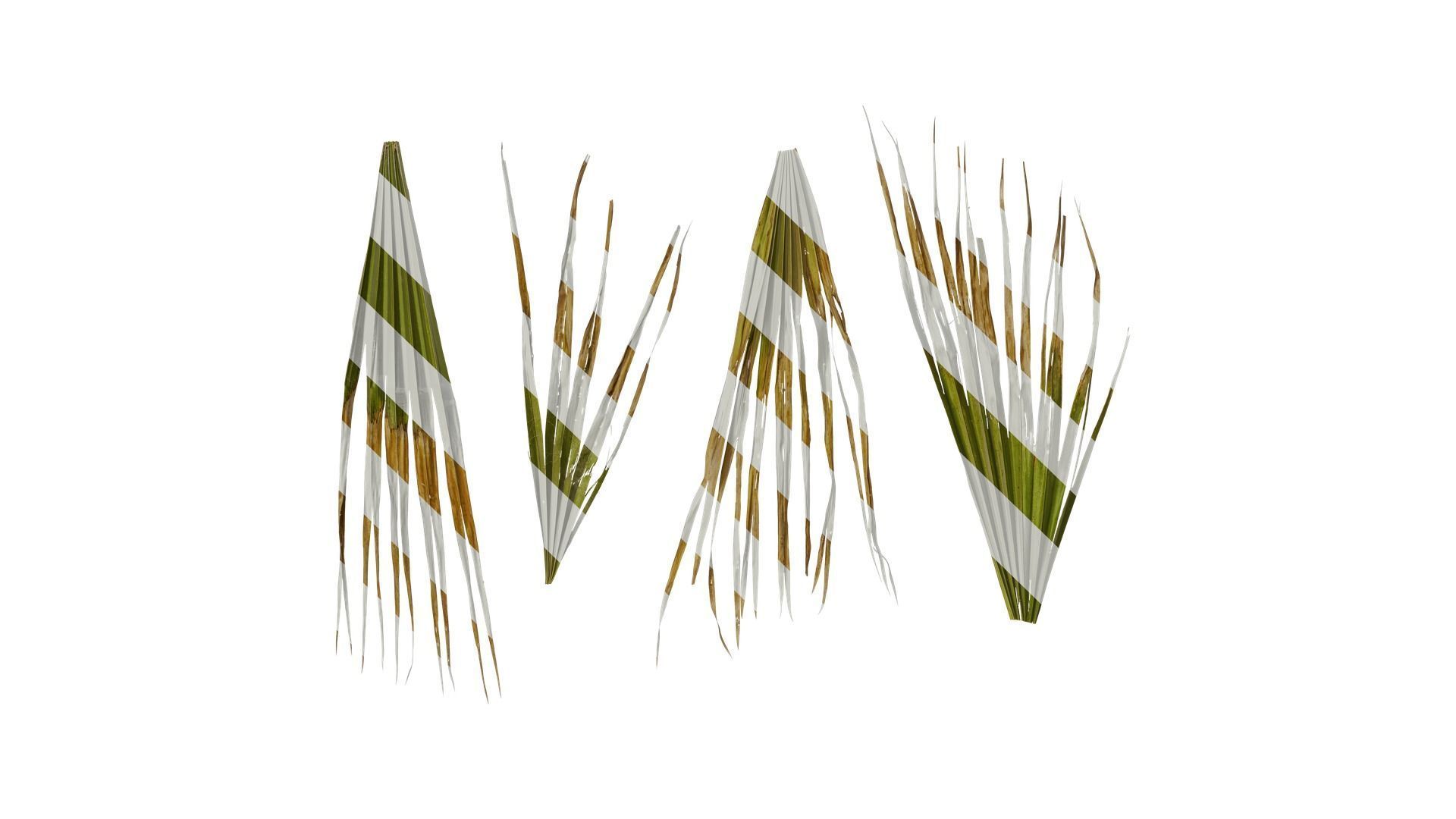 Anydrafts Washingtonia filifera Leaf 16 Texture_0