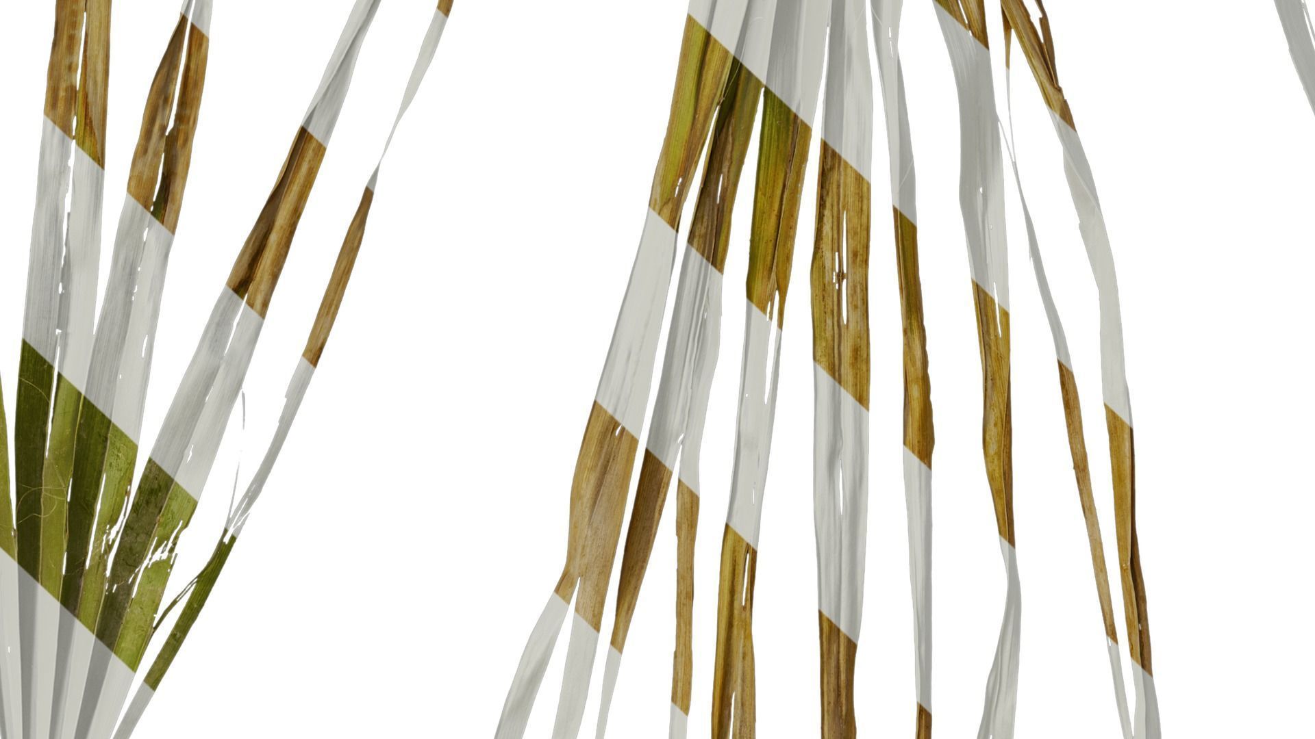 Anydrafts Washingtonia filifera Leaf 16 Texture_8