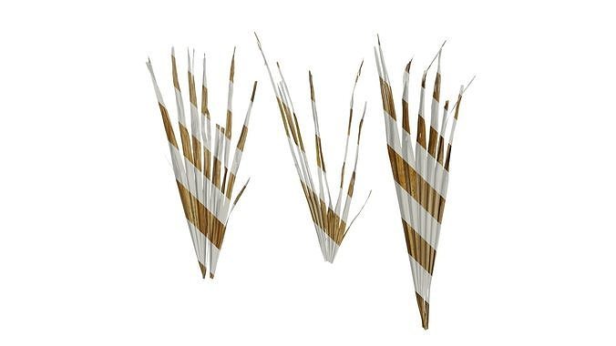 Anydrafts Washingtonia filifera Leaf 17 Texture