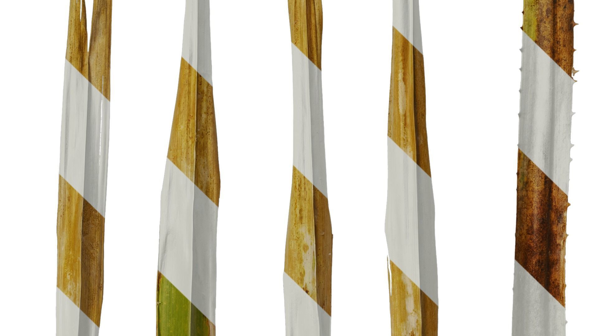 Anydrafts Washingtonia filifera Leaf 18 Texture_5