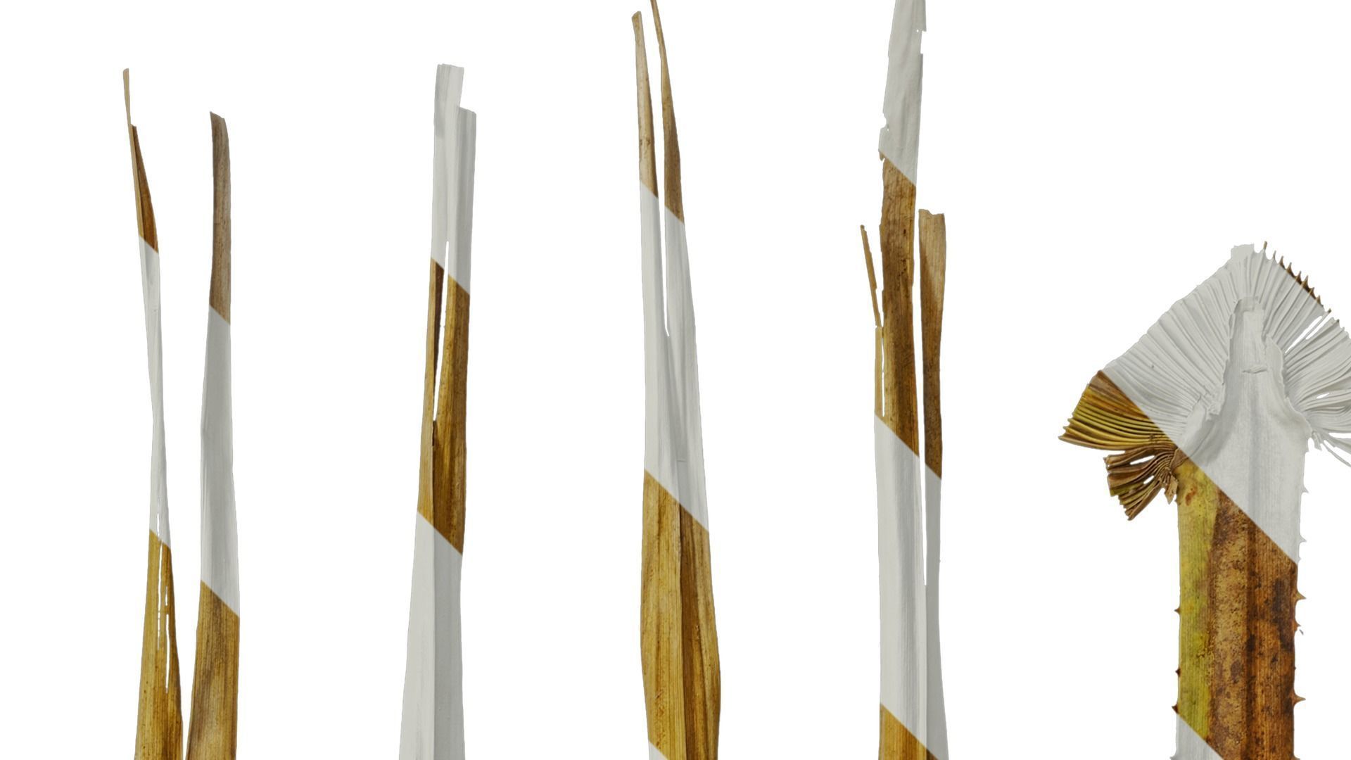 Anydrafts Washingtonia filifera Leaf 18 Texture_3