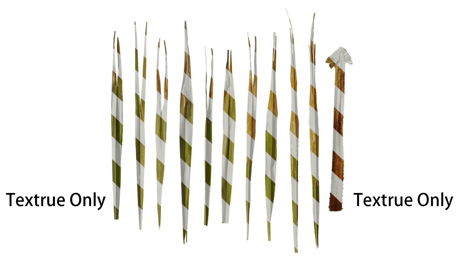 Anydrafts Washingtonia filifera Leaf 18 Texture_1