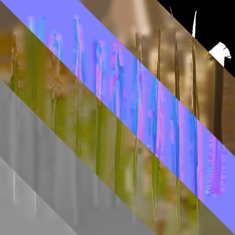 Anydrafts Washingtonia filifera Leaf 18 Texture_9