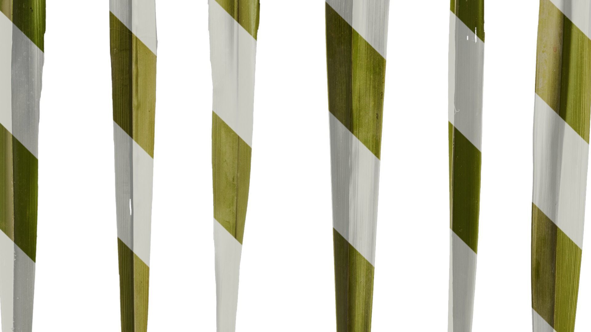 Anydrafts Washingtonia filifera Leaf 18 Texture_6