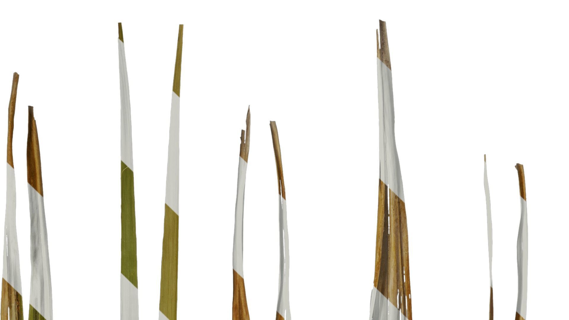 Anydrafts Washingtonia filifera Leaf 18 Texture_2