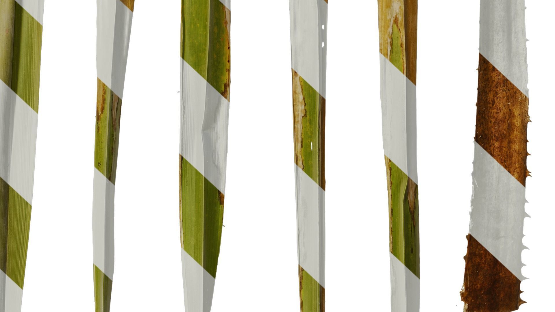 Anydrafts Washingtonia filifera Leaf 18 Texture_7