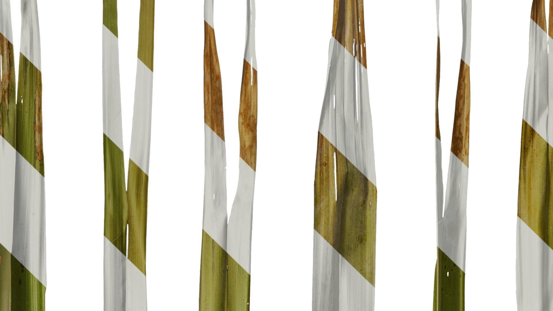 Anydrafts Washingtonia filifera Leaf 18 Texture_4