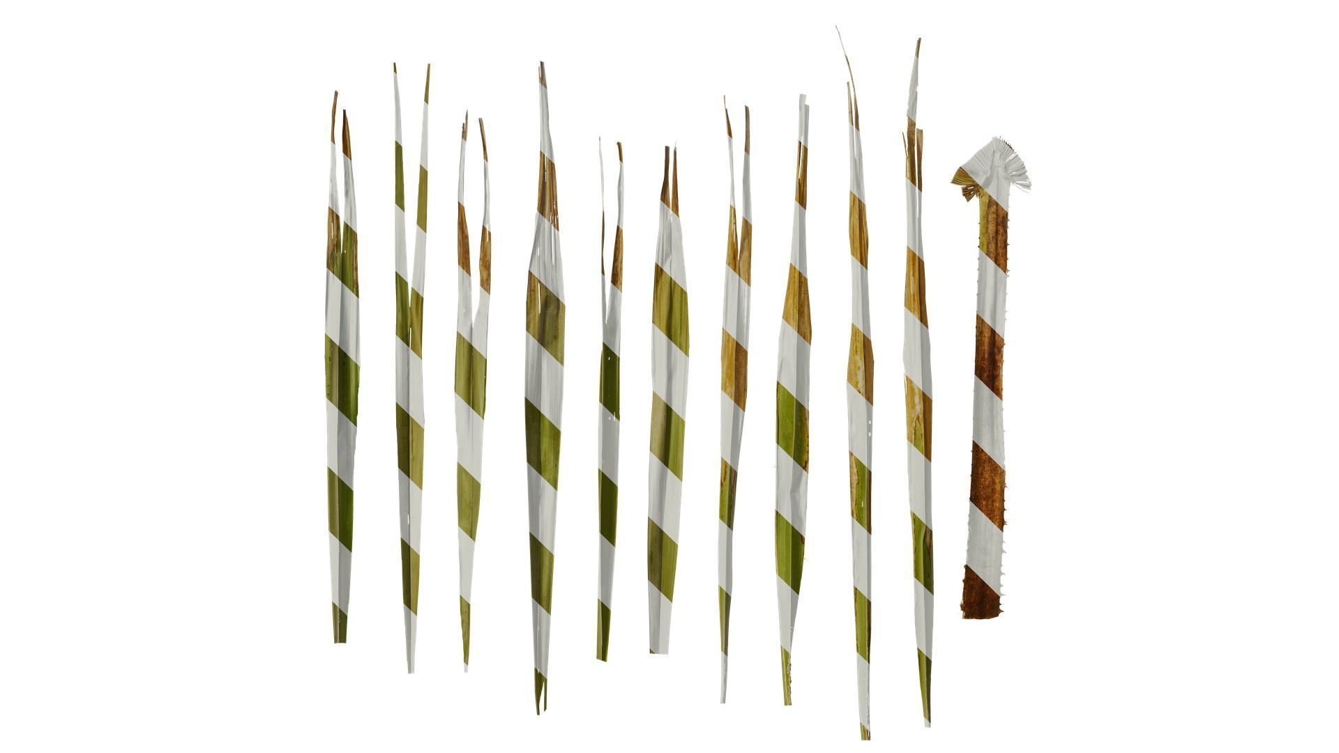 Anydrafts Washingtonia filifera Leaf 18 Texture_0