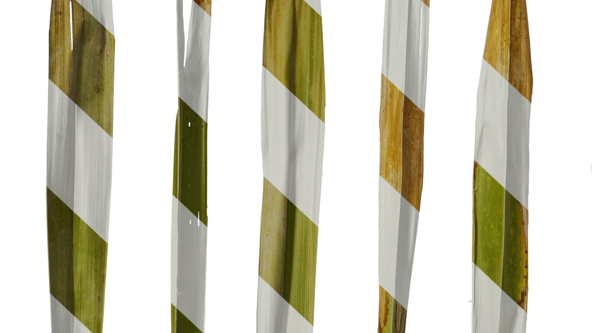 Anydrafts Washingtonia filifera Leaf 18 Texture_8