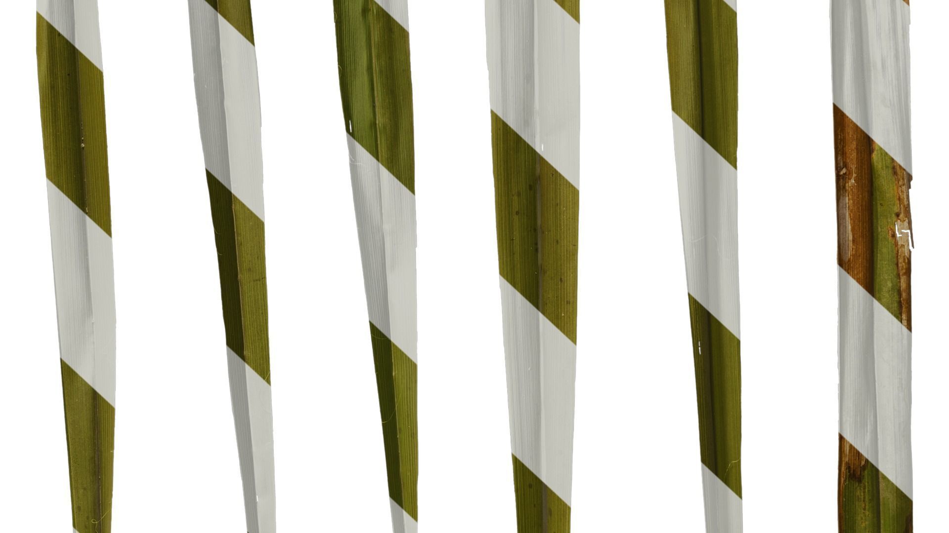 Anydrafts Washingtonia filifera Leaf 20 Texture_7