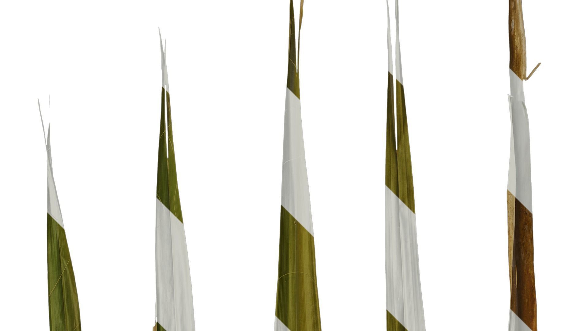 Anydrafts Washingtonia filifera Leaf 20 Texture_3