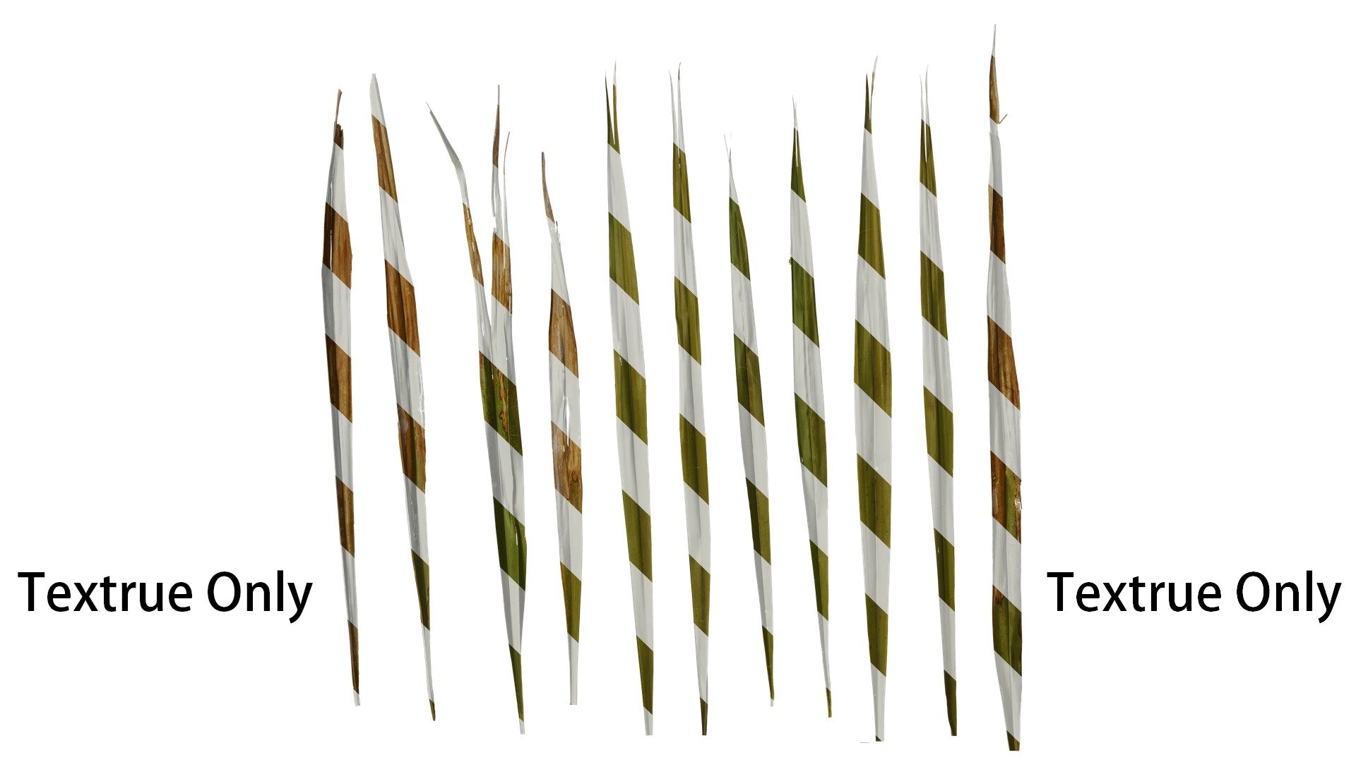 Anydrafts Washingtonia filifera Leaf 20 Texture_1