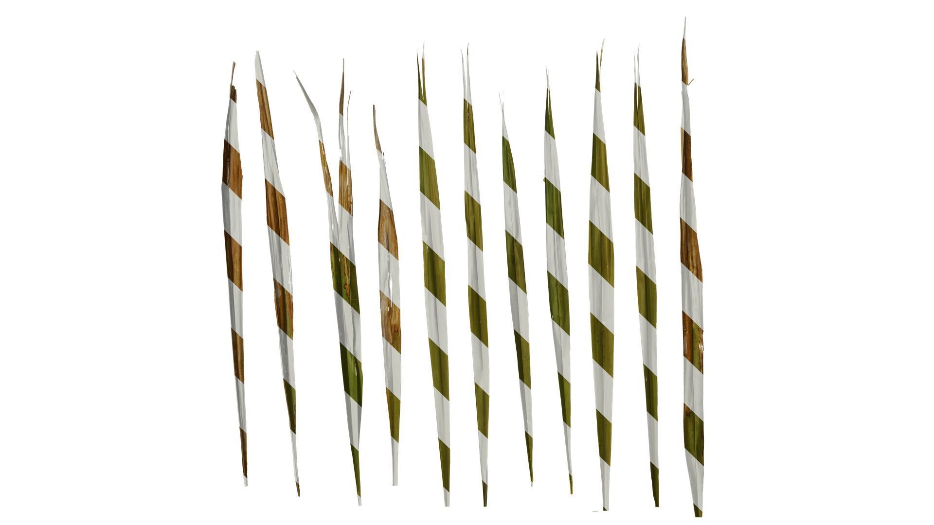 Anydrafts Washingtonia filifera Leaf 20 Texture_0