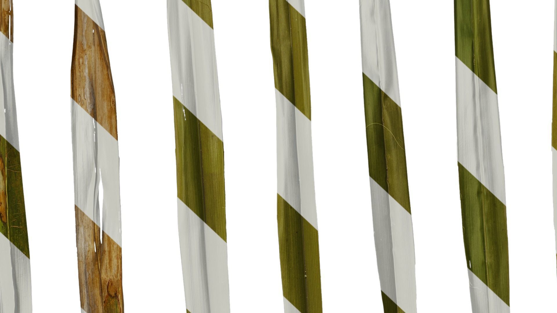 Anydrafts Washingtonia filifera Leaf 20 Texture_8