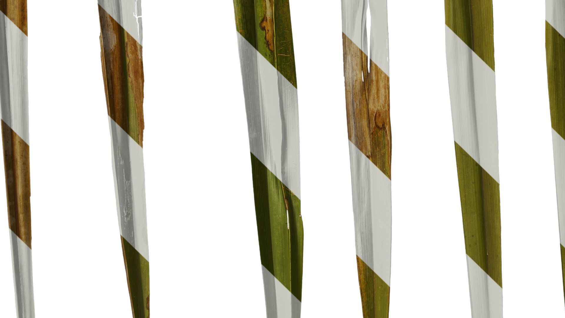 Anydrafts Washingtonia filifera Leaf 20 Texture_6