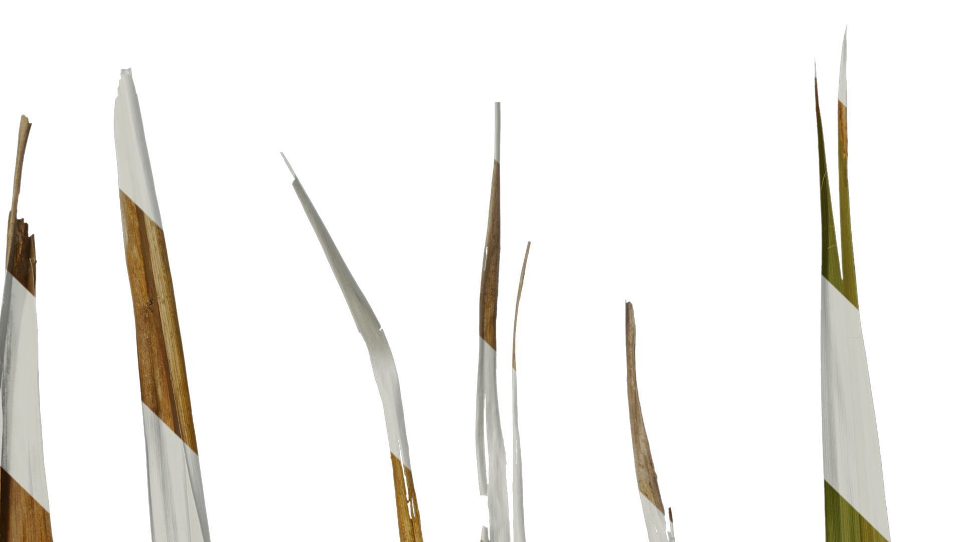 Anydrafts Washingtonia filifera Leaf 20 Texture_2