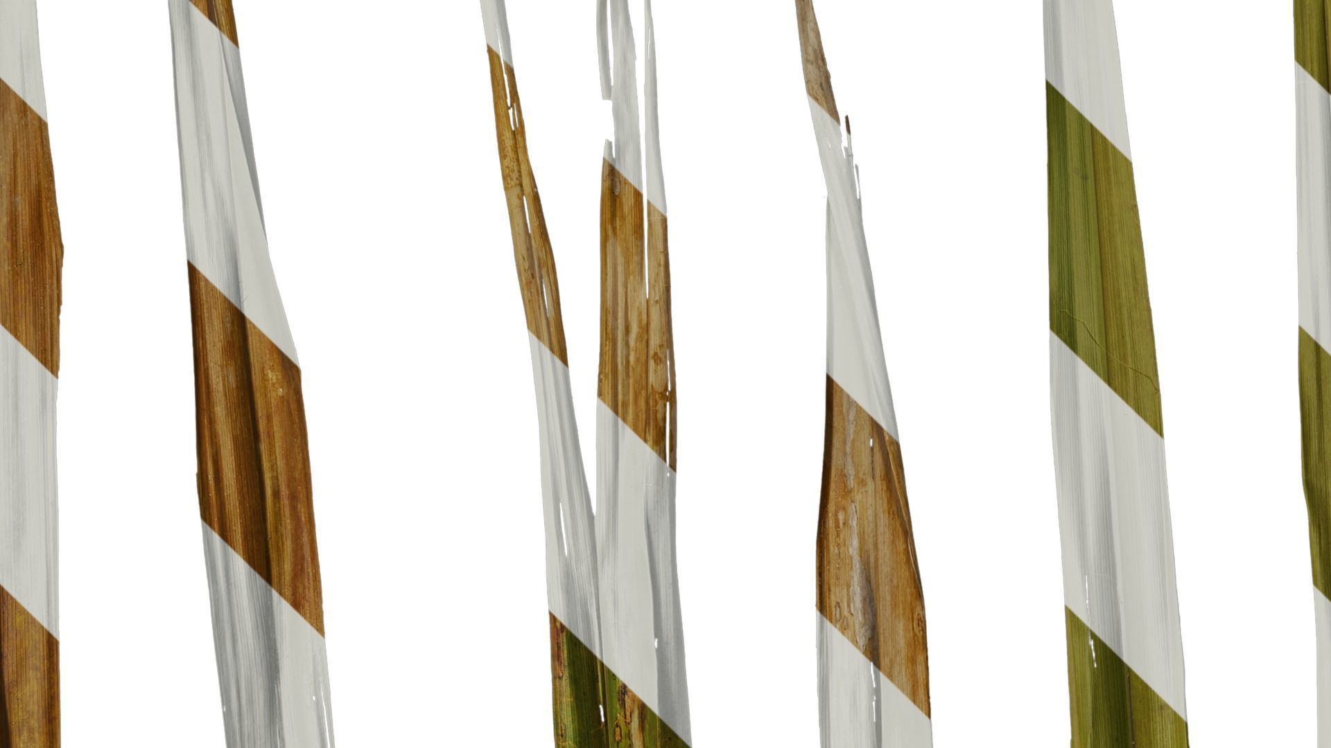 Anydrafts Washingtonia filifera Leaf 20 Texture_4