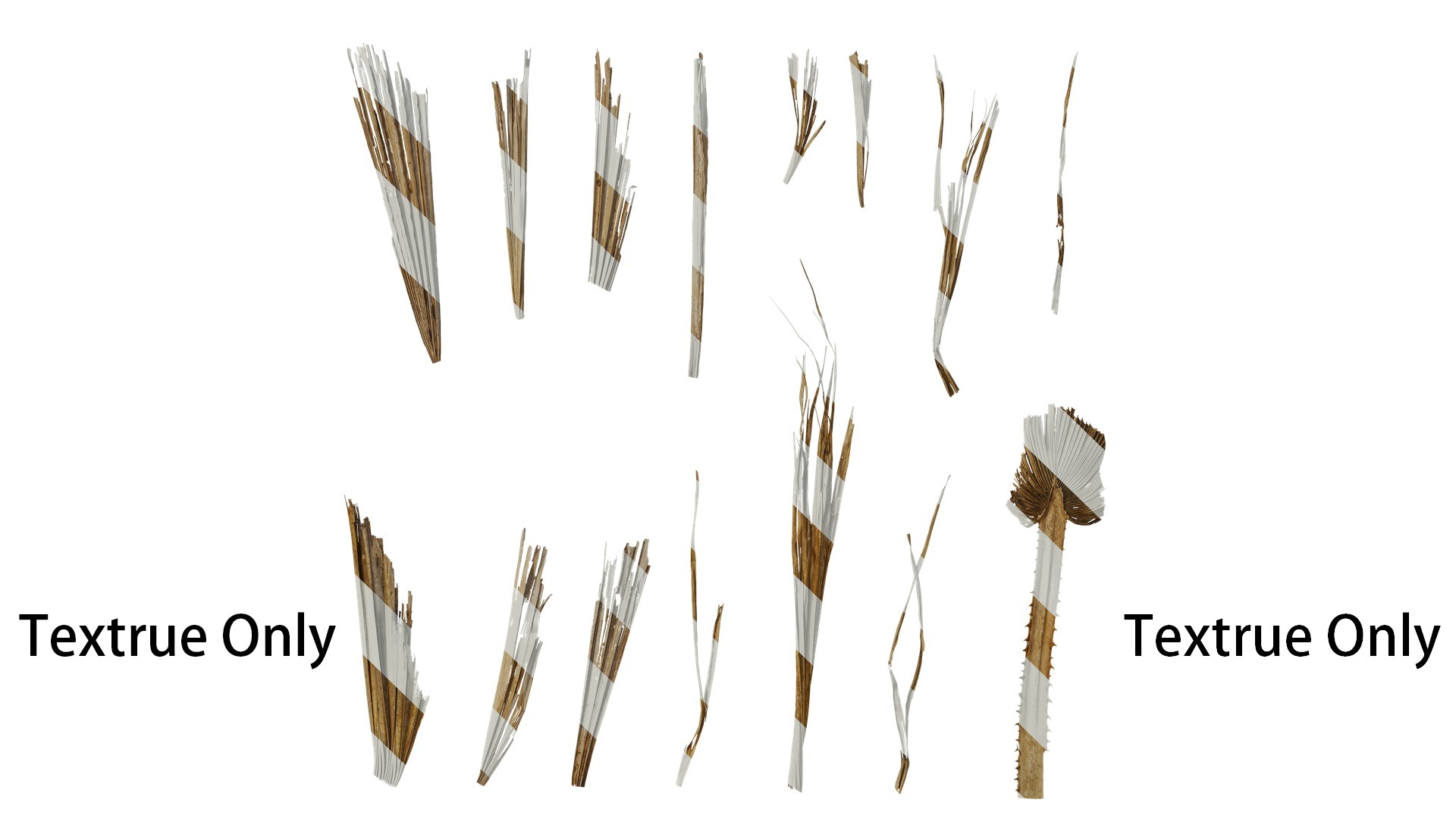 Anydrafts Washingtonia filifera Leaf 26 Texture_1