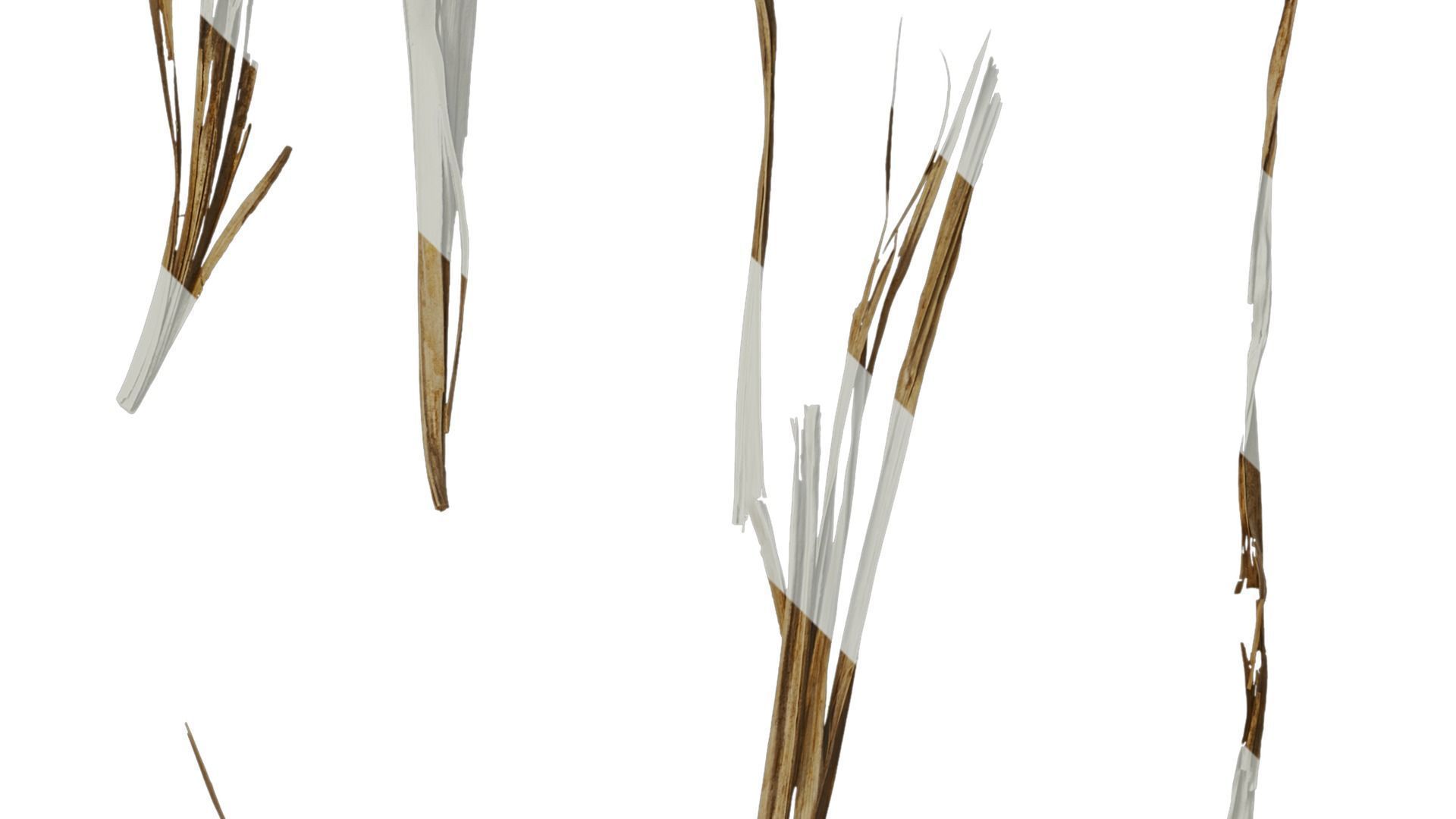 Anydrafts Washingtonia filifera Leaf 26 Texture_3