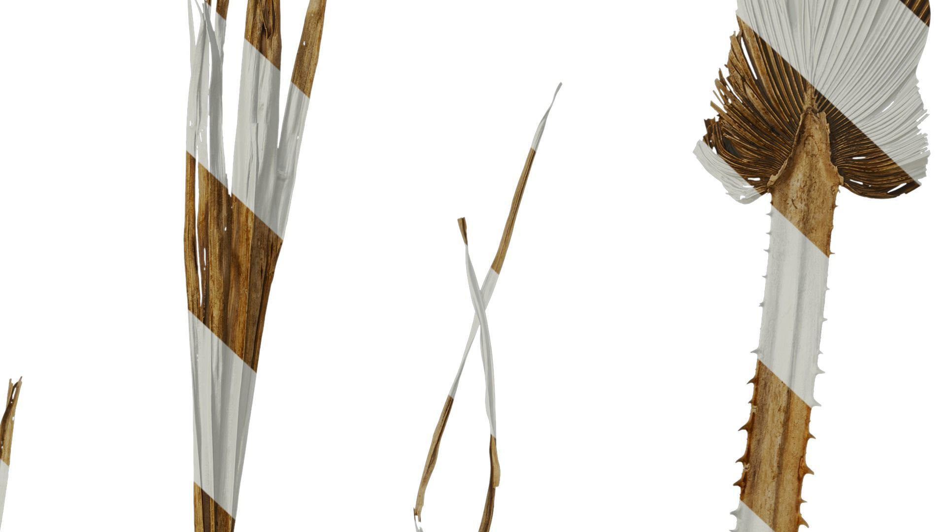 Anydrafts Washingtonia filifera Leaf 26 Texture_7